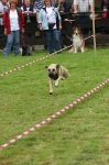 2005 CBF-Dogs