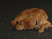 2007 CBF-Dogs