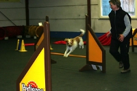 2007 CBF-Dogs