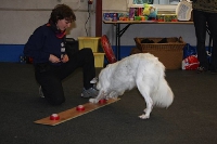 2007 CBF-Dogs