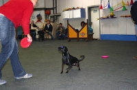2007 CBF-Dogs