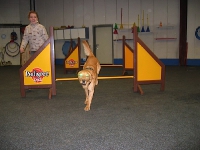 2007 CBF-Dogs