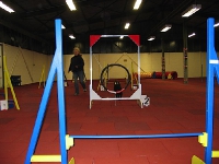2008 CBF-Dogs