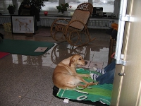 2008 CBF-Dogs