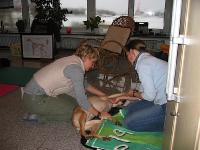 2008 CBF-Dogs