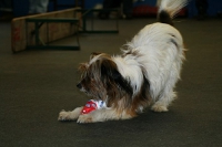 2008 CBF-Dogs