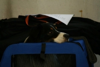 2008 CBF-Dogs