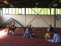 2009 CBF-Dogs