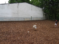 2009 CBF-Dogs