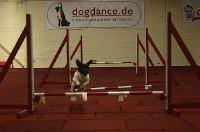 2009 CBF-Dogs