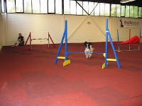 2009 CBF-Dogs