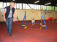2009 CBF-Dogs