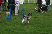 2010 CBF-Dogs