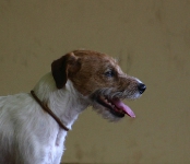 2010 CBF-Dogs