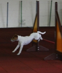2010 CBF-Dogs