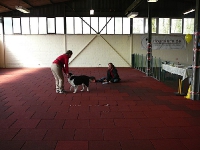 2010 CBF-Dogs