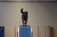 2012 CBF-Dogs