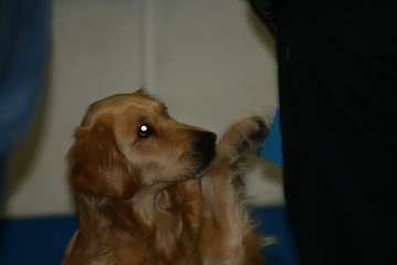 2008 CBF-Dogs