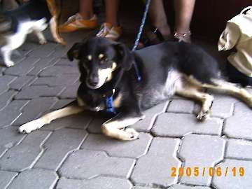 2005 CBF-Dogs