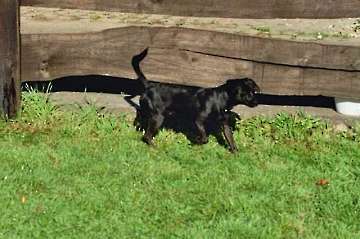 Agility Anfängerkurs 2005