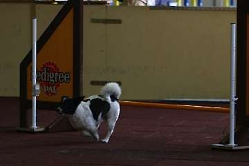 17.04.2011 Agility for Funturnier Iserlohn