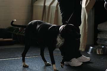 2011 CBF-Dogs