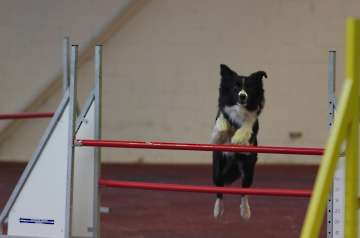 2012 CBF-Dogs